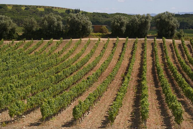 Private Tour to Aveiro, to the Sparkling Wine Cellars and Piglet Tasting - Key things I’d plan around before you go