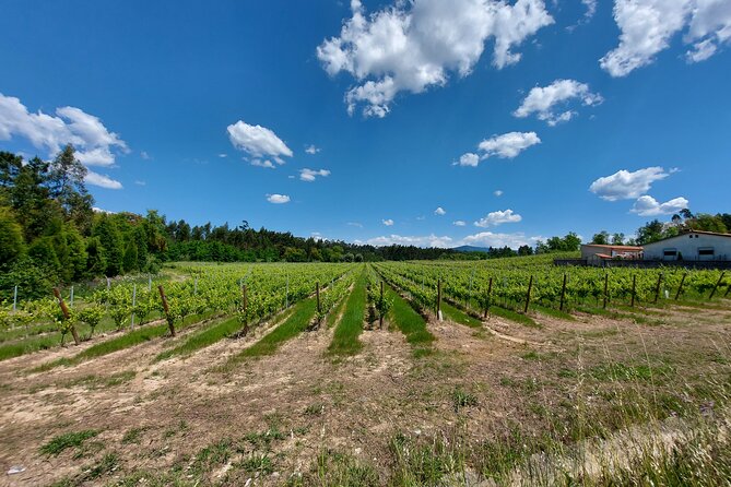 Private Tour to Aveiro, to the Sparkling Wine Cellars and Piglet Tasting - Adega Luís Pato Sparkling Wine: Portuguese Takes on Champagne
