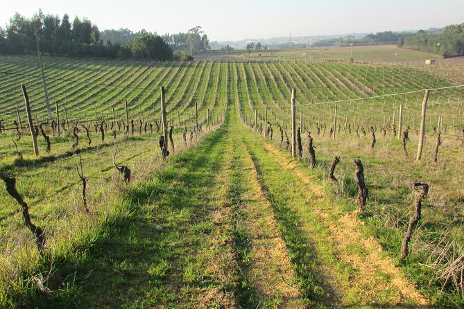 Private Tour to Aveiro, to the Sparkling Wine Cellars and Piglet Tasting - Alliance Underground Museum: Old Cellar, Big Wine Collections