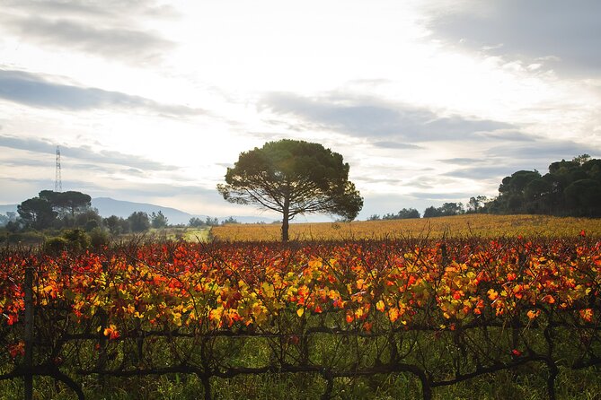 Private Tour to Aveiro, to the Sparkling Wine Cellars and Piglet Tasting - Museu do Vinho da Bairrada: When You Have Extra Time and Energy