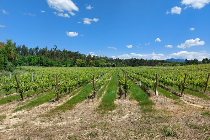 Private Tour to Aveiro, to the Sparkling Wine Cellars and Piglet Tasting - Comfort, Timing, and How the Private Setup Really Helps