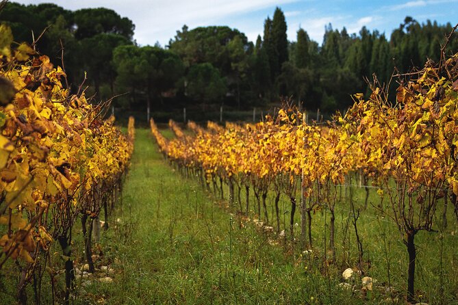Private Tour to Aveiro, to the Sparkling Wine Cellars and Piglet Tasting - Cathedral and Salt Pans: Quick History and Real Coastal Work