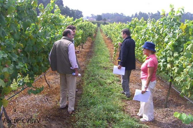 Private Tour to Melgaço and Monção, the heart of the Alvarinho region - Getting there from Porto, and why the timing is smart