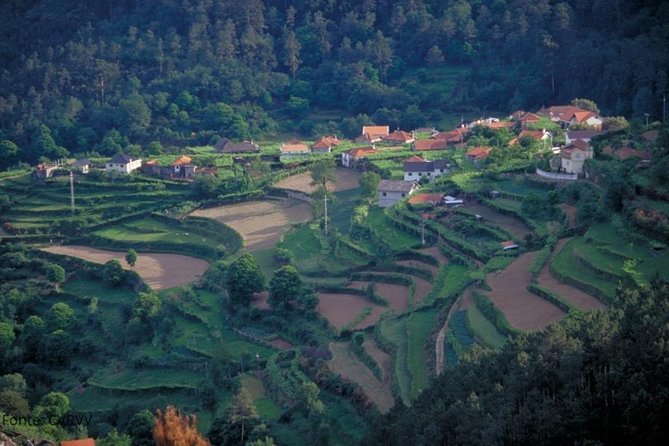 Private tour to Ponte de Lima, Vinho Verde region - Taverna Vaca das Cordas: tradition tied to Corpus Christi
