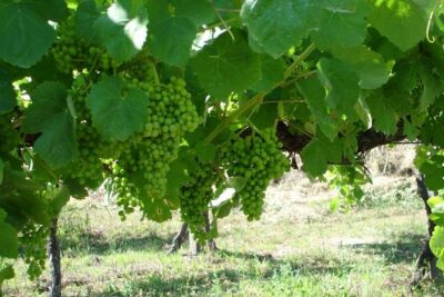 Private tour to Ponte de Lima, Vinho Verde region