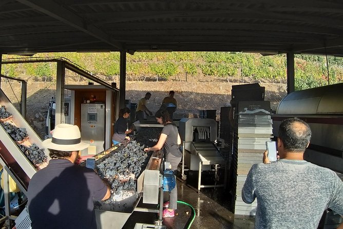Private Tour to the rock art of Côa Park, Pinhão and Winery - Provesende: end with villages and terraced wine views