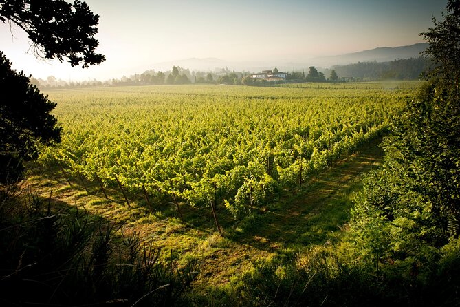 Private Vinho Verde Wine Tour from Porto with Lunch & Tastings - Lunch in a typical restaurant, where the food feels local