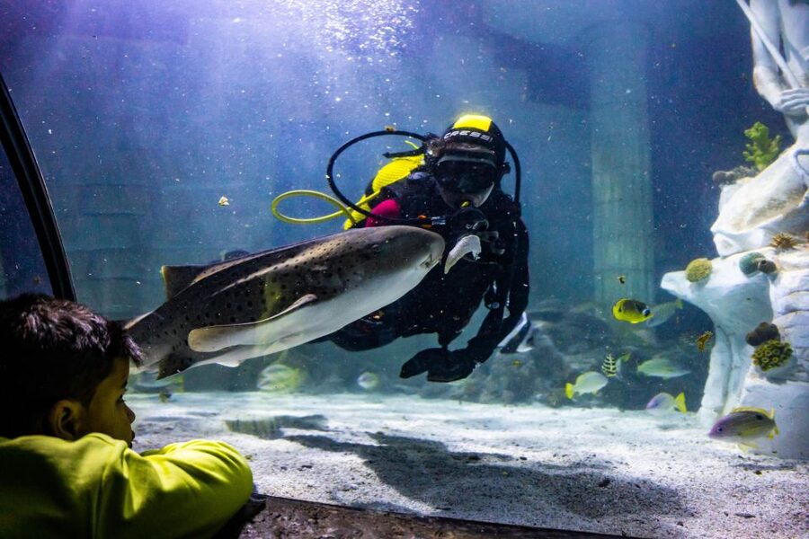 SEA LIFE Porto Full-Day Entrance Ticket - Entering SEA LIFE Porto at Castelo do Queijo, and How to Use Your Time