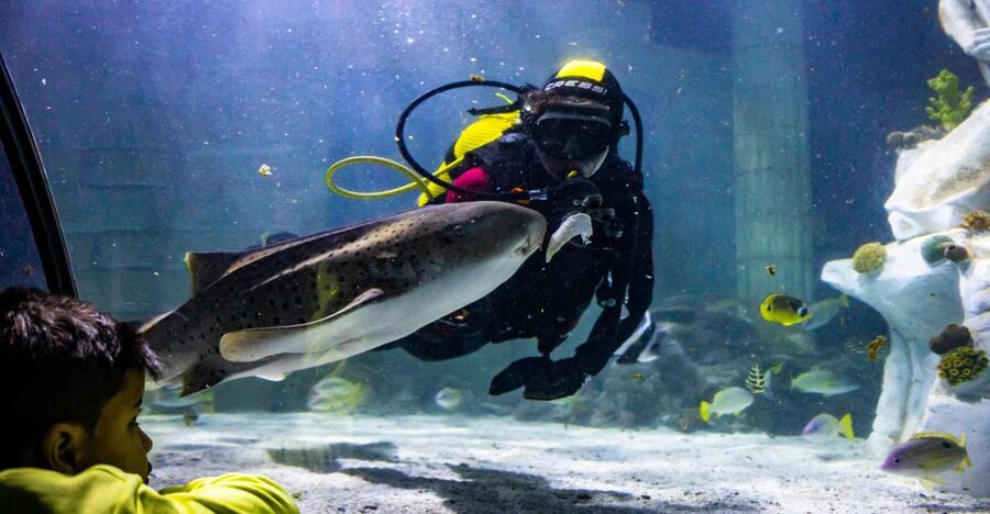 SEA LIFE Porto Full-Day Entrance Ticket - The Conservation Lesson: Why the Dangers Matter