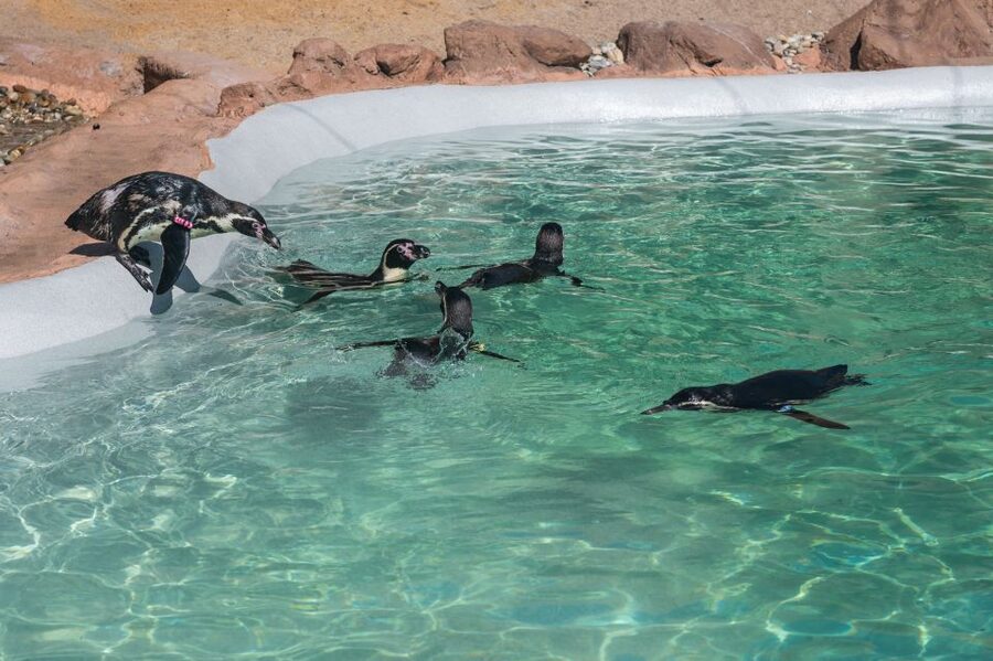 SEA LIFE Porto Full-Day Entrance Ticket - Free Educational Talks and Feeding Demonstrations, Without the Pressure