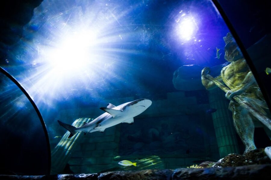 SEA LIFE Porto Full-Day Entrance Ticket - Cafeteria Breaks With Atlantic Ocean Views (and a Smart Lunch Plan)