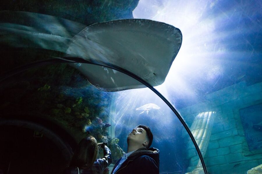 SEA LIFE Porto Full-Day Entrance Ticket - Cow-Faced Rays and the Best “Tank Time” in the Place