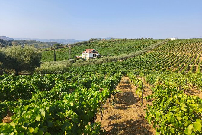 The Douro Valley Wine Affair with Private Boat Trip - Small Group - Value in plain terms: what you are paying for