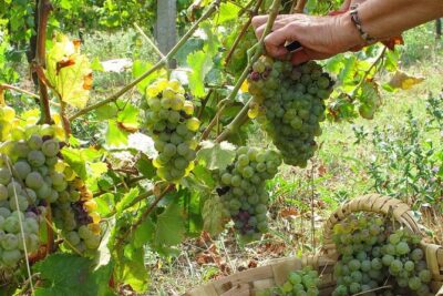 Traditional Cooking Class, Farm Tour & Lunch in the Douro Valley
