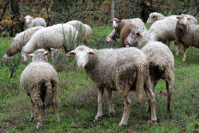 Traditional Cooking Class, Farm Tour & Lunch in the Douro Valley - Price and value: is $179.02 worth it?