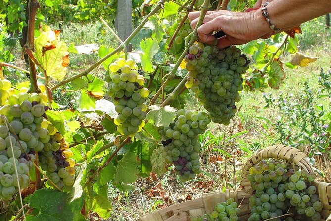 Traditional Cooking Class, Farm Tour & Lunch in the Douro Valley - Your half-day flow: farm walk, cooking, and a full lunch table