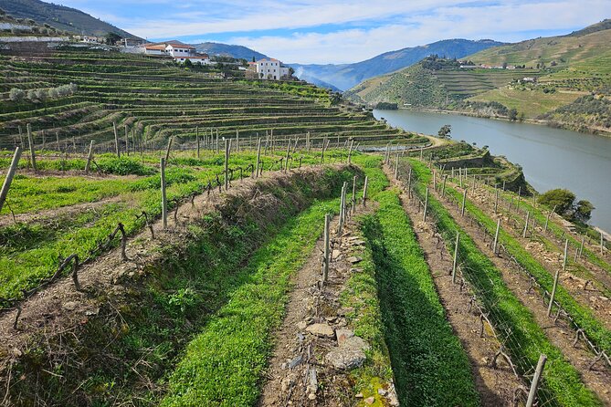 Transfer- Porto to Douro Wine Region (or reverse) - On the road comfort: AC, WiFi, water, and drivers who show up ready