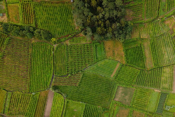 Vinho Verde Experience with 2 Wineries and Lunch - Stop 2: O Adérito Lunch, Regional Wines, and Real Portuguese Meals
