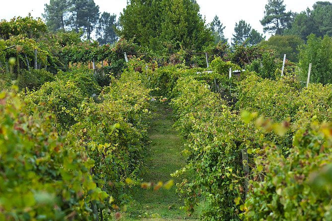 Vinho Verde Experience with 2 Wineries and Lunch - The Guides and What Makes the Experience Feel Personal