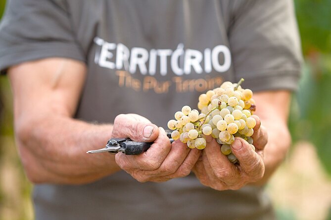 Vinho Verde Experience with 2 Wineries and Lunch - Price and Value: What $201.19 Really Covers