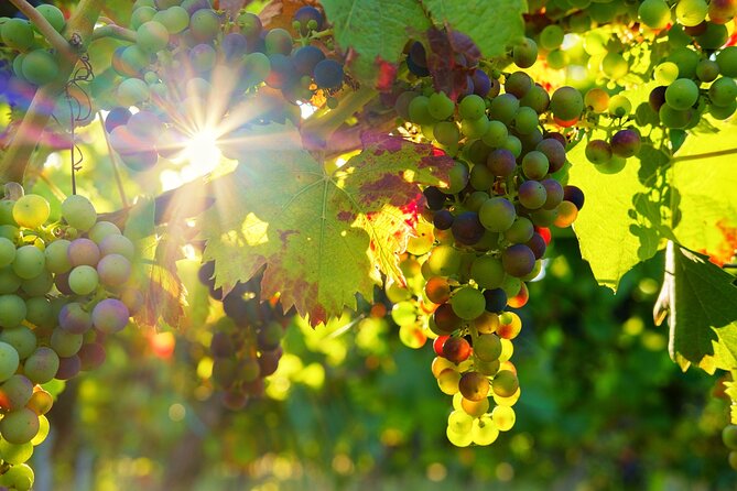 Vinho Verde Private Wine-Tour (All Inclusive) - Key highlights to know before you go