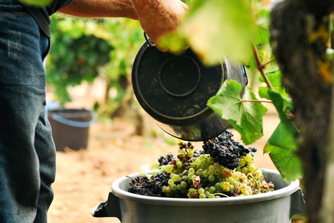 Vinho Verde Private Wine-Tour (All Inclusive) - A Vinho Verde day trip that feels like it has a plan