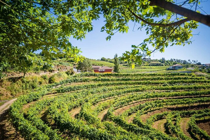 Vinho Verde Private Wine-Tour (All Inclusive) - Palácio da Brejoeira and the second tasting with regional pairings