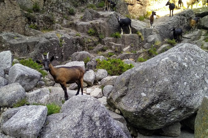 Waterfalls, Heritage and Nature in Gerês Park - from Porto - Campo de Geres and the quiet country feeling